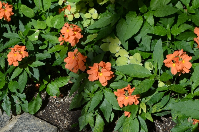 Firecracker Flower - Crossandra infundibuliformis from Cristina's Garden Center