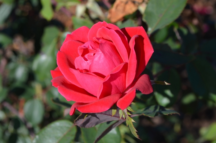 Double Knock Out® Rose - Rosa 'Double Knock Out®' from Cristina's Garden Center