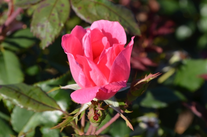 Pink Knock Out® Rose - Rosa 'Radcon' from Cristina's Garden Center