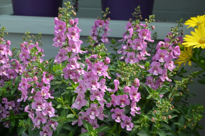 Alonia™ Summer Snapdragon - Angelonia angustifolia 'Pink Flirt' from Cristina's Garden Center
