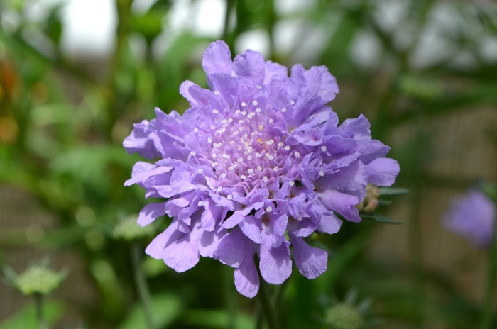 Pincushion Flower - Scabiosa columbaria 'Flutter™ Deep Blue' from Cristina's Garden Center