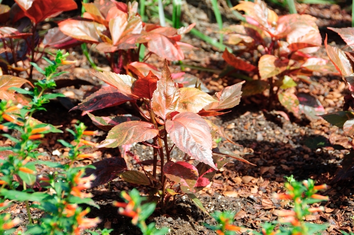 Copperleaf - Acalypha wilkesiana 'Bronze Pink' from Cristina's Garden Center