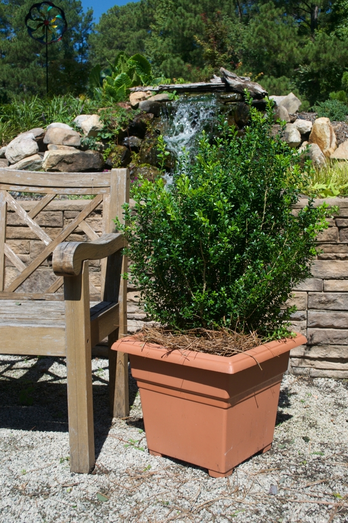 Boxwood - Buxus microphylla var japonica 'Baby Gem' from Cristina's Garden Center
