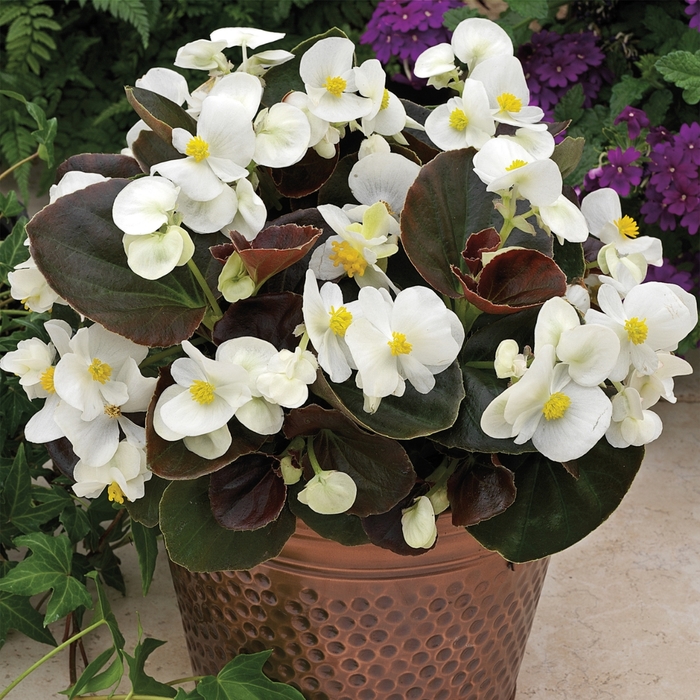 Begonia - Begonia semperflorens ' Bada Boom White' from Cristina's Garden Center