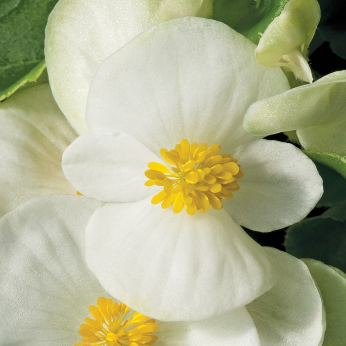 Begonia - Begonia semperflorens ' Bada Bing White' from Cristina's Garden Center