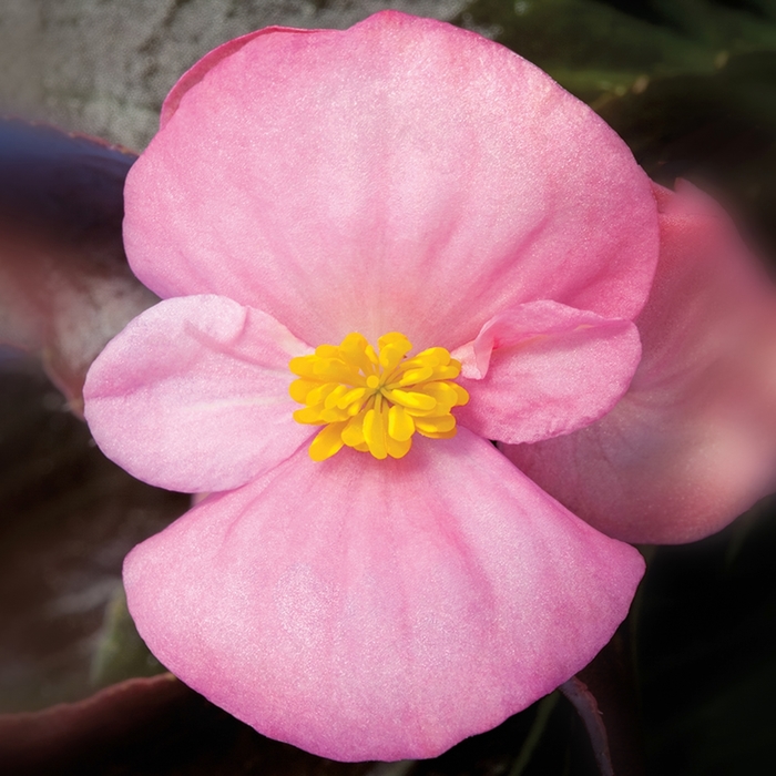 Begonia - Begonia semperflorens ' Bada Boom Pink' from Cristina's Garden Center