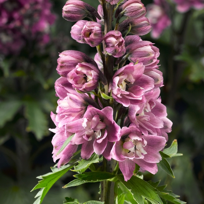 Delphina™ Delphinium - Delphinium elatum 'Rose White Bee' from Cristina's Garden Center