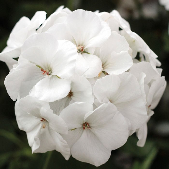 Interspecific Geranium - Pelargonium 'Calliope® Medium White' from Cristina's Garden Center