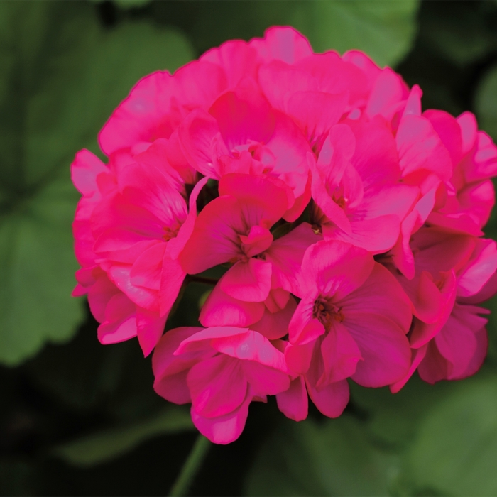 Interspecific Geranium - Pelargonium 'Calliope® Medium Deep Rose' from Cristina's Garden Center