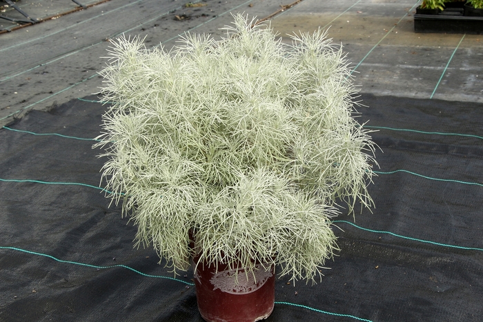 Makana™ Wormwood - Artemisia mauiensis 'Silver' from Cristina's Garden Center
