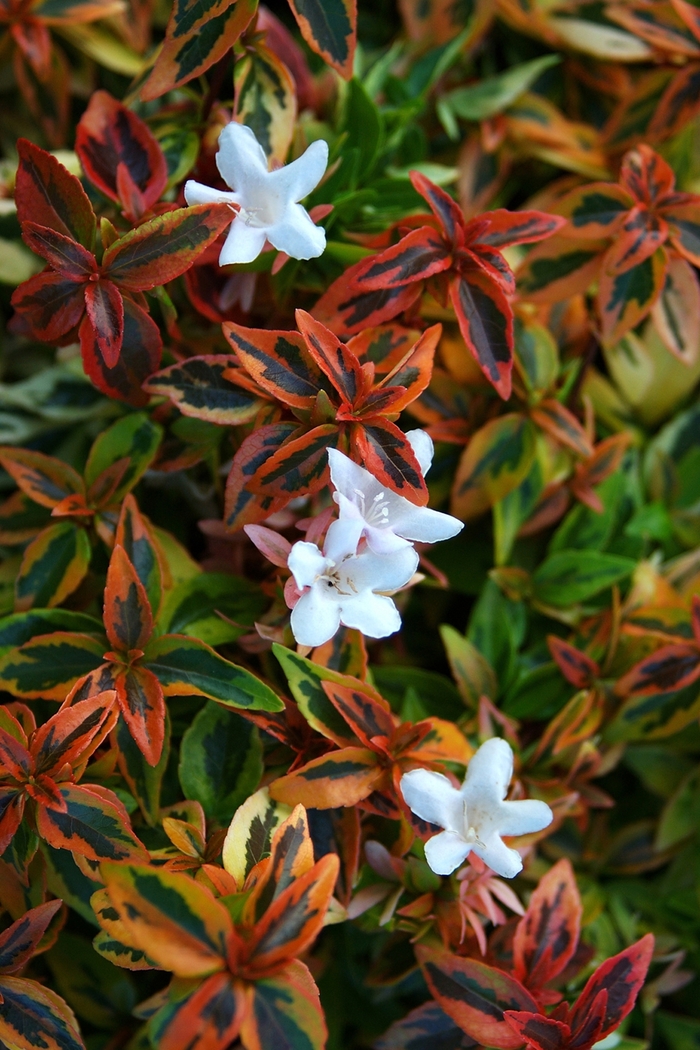 Glossy Abelia - Abelia x grandiflora 'Kaleidoscope' from Cristina's Garden Center