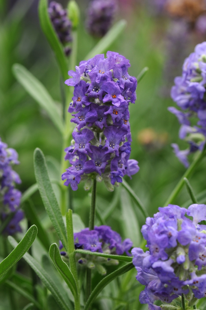English Lavender - Lavandula angustifolia 'Ellagance Purple' from Cristina's Garden Center