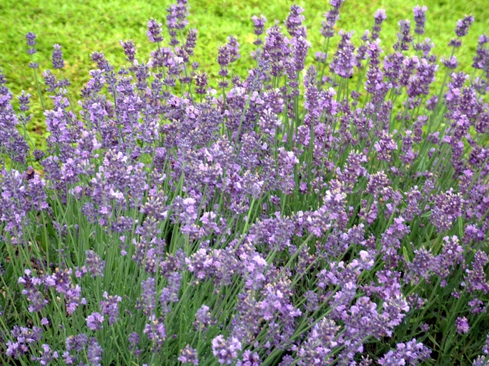 Munstead Lavender - Lavandula angustifolia from Cristina's Garden Center
