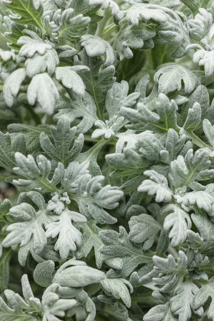 Wormwood - Artemisia stelleriana from Cristina's Garden Center