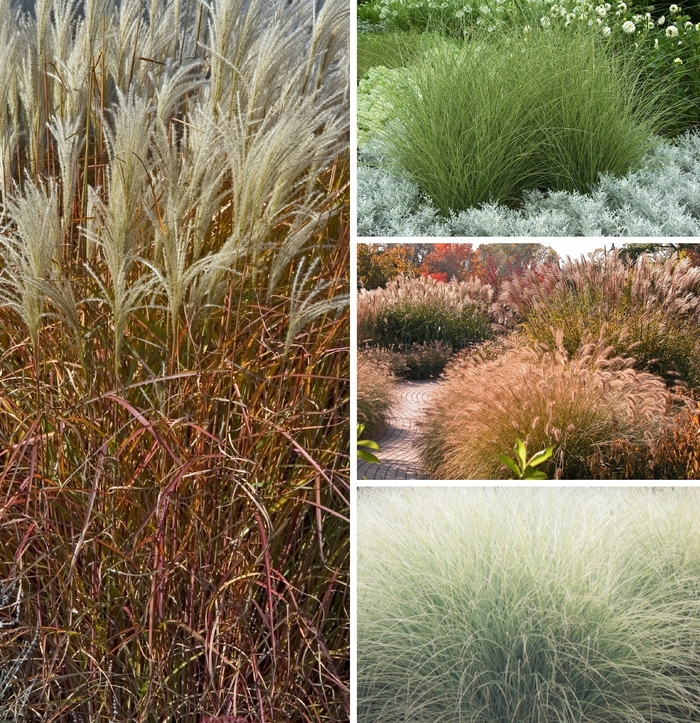 Maiden Grass - Miscanthus Multiple Varieties from Cristina's Garden Center