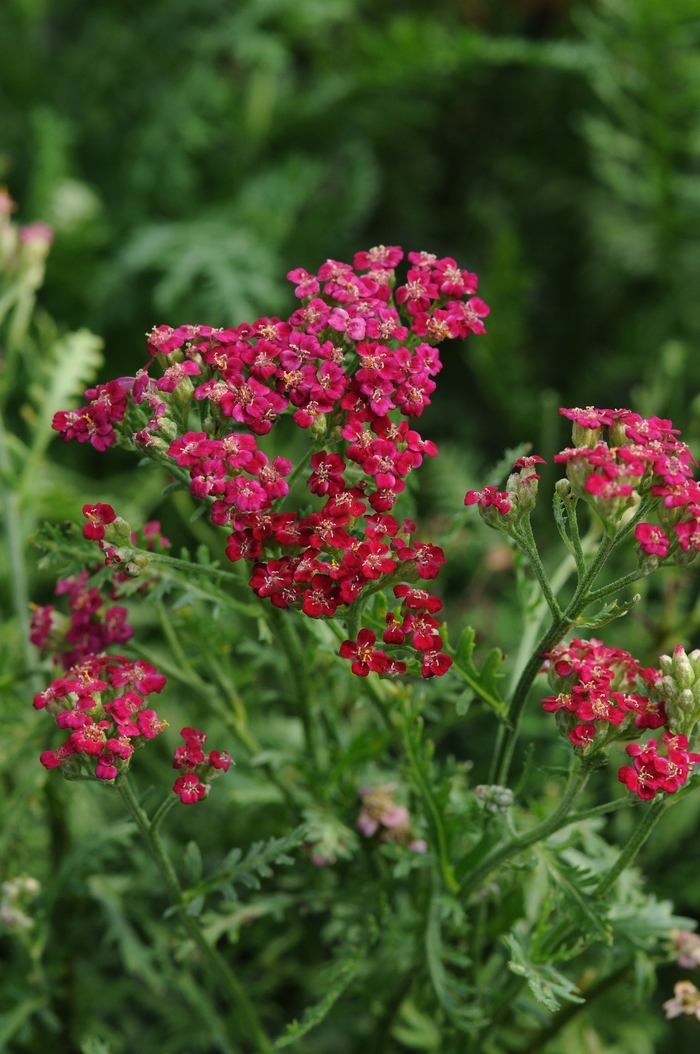 Yarrow - Achillea millefolium 'New Vintage™ Red' from Cristina's Garden Center
