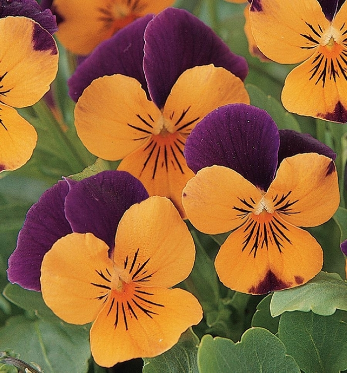 Viola - Viola cornuta 'Sorbet® XP 'Orange Jump Up' from Cristina's Garden Center