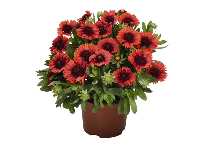 Blanket Flower - Gaillardia 'Spin Top Red' from Cristina's Garden Center