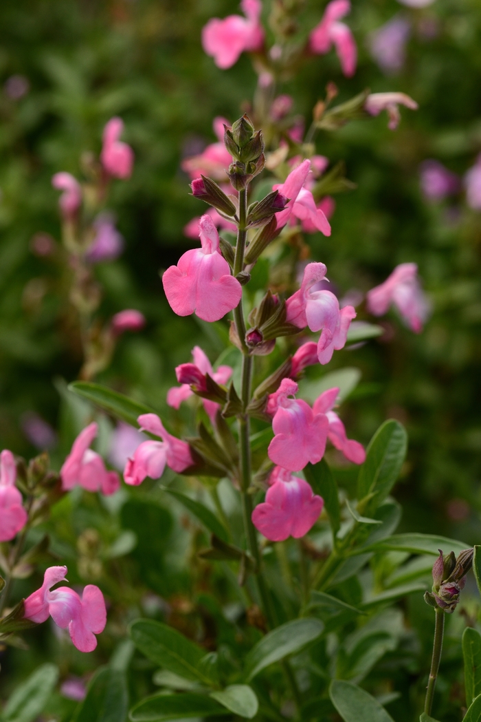Mirage™ Sage - Salvia greggii 'Pink' from Cristina's Garden Center