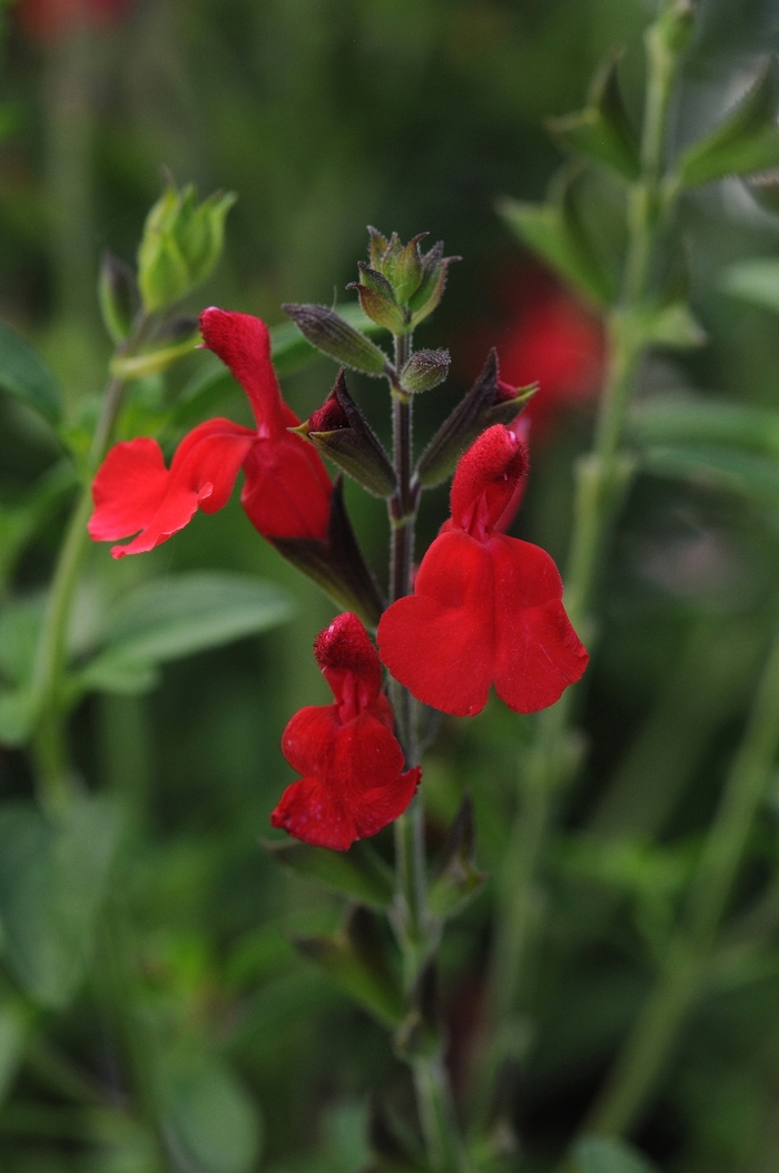 Autumn Sage - Salvia greggii 'Radio Red' from Cristina's Garden Center