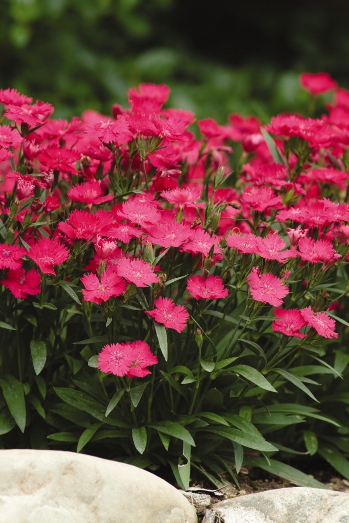 Pinks - Dianthus hybrid 'Ideal Select Rose' from Cristina's Garden Center