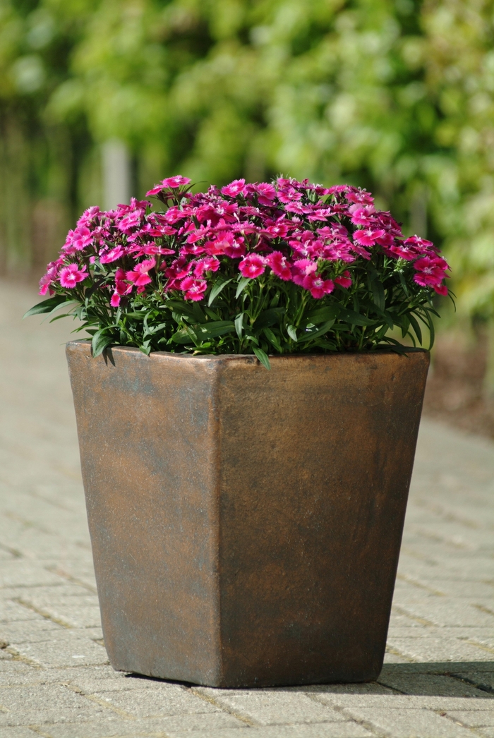 Pinks - Dianthus hybrid 'Ideal Select Violet' from Cristina's Garden Center