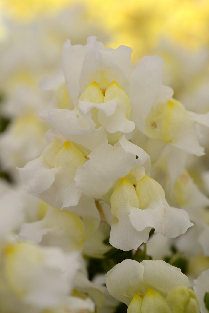  Dwarf Garden Snapdragon - Antirrhinum majus 'Snapshot White' from Cristina's Garden Center