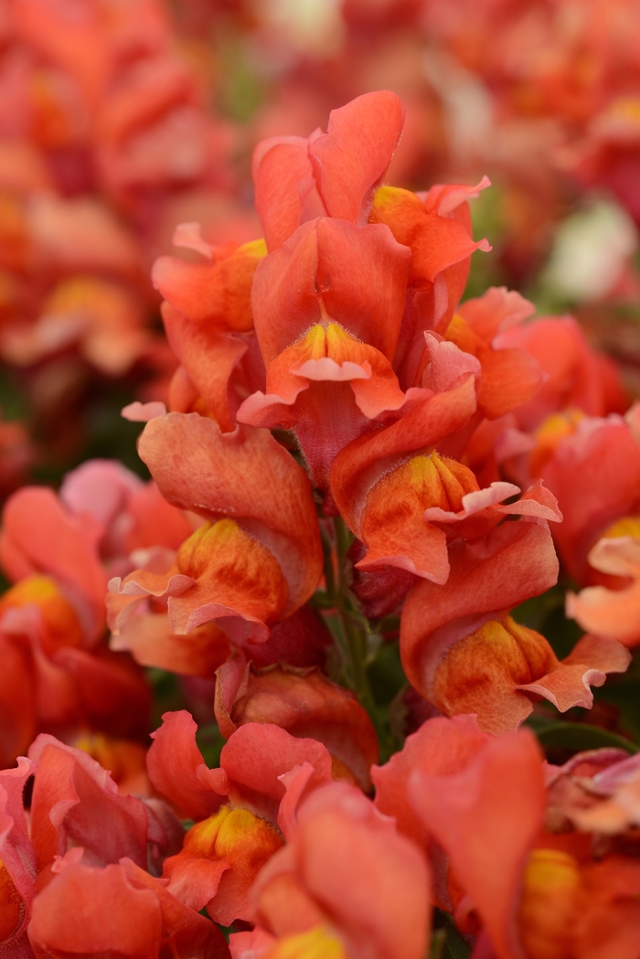 Dwarf Garden Snapdragon - Antirrhinum majus 'Snapshot Orange' from Cristina's Garden Center
