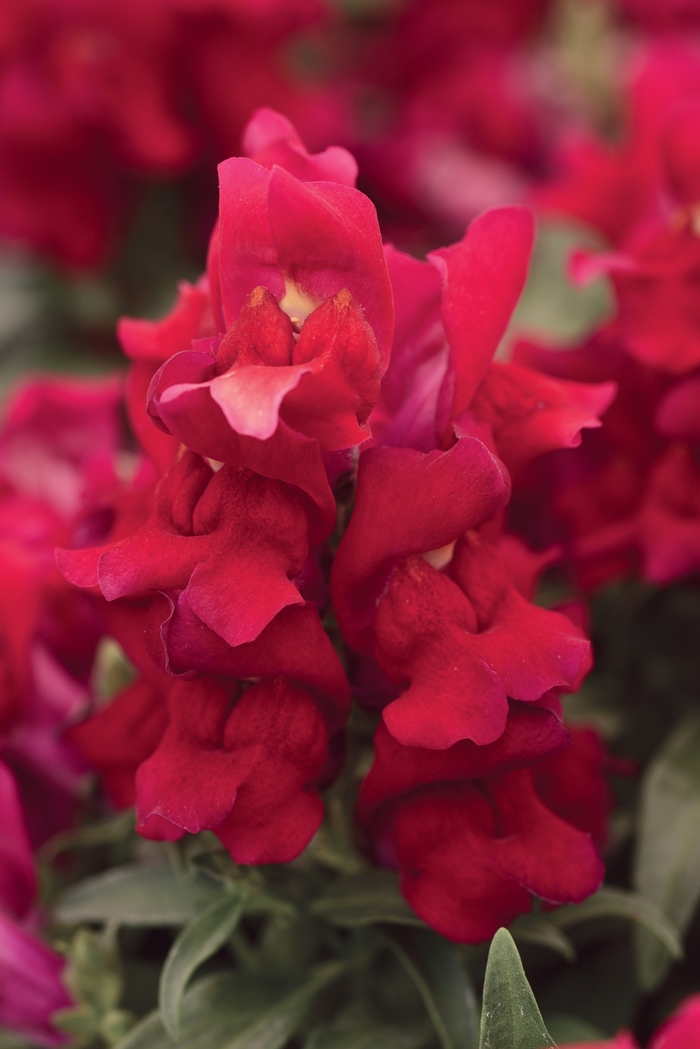 Snapshot™ Snapdragon - Antirrhinum majus 'Red' from Cristina's Garden Center