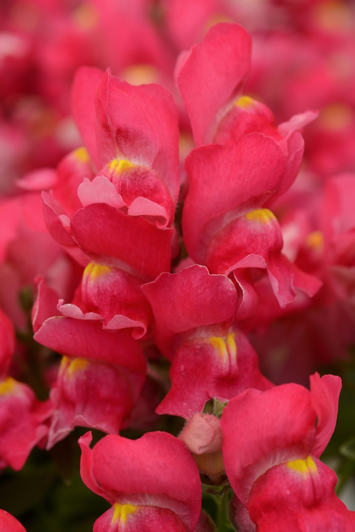 Dwarf Garden Snapdragon - Antirrhinum majus 'Snapshot Rose' from Cristina's Garden Center