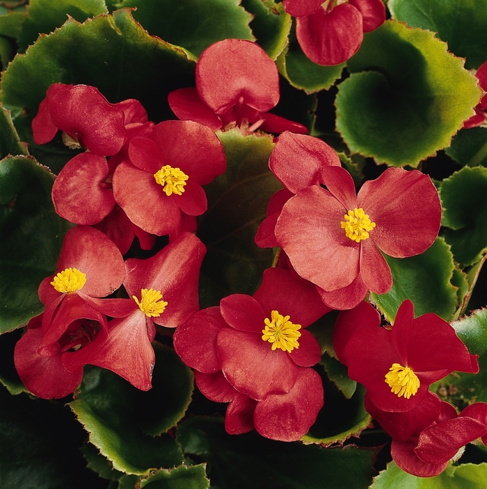Wax Begonia - Begonia semperflorens 'Prelude' from Cristina's Garden Center