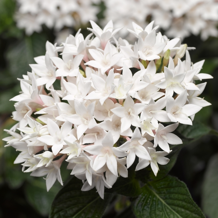 Starflower - Pentas lanceolata 'Starcluster White' from Cristina's Garden Center