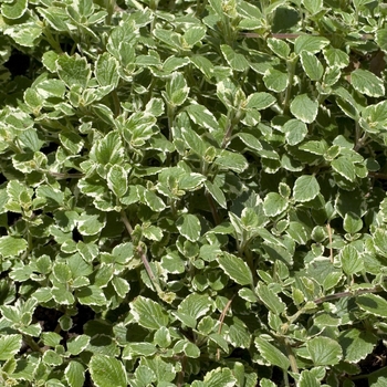 Plectranthus minimus 'Variegata' - Mint Leaf