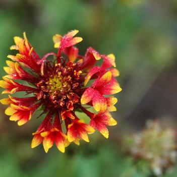 Gaillardia x 'Arizona Sun' - Blanket Flower