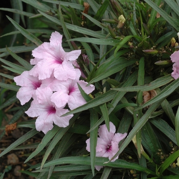 Ruellia brittoniana 'Katie's Pink' - Texas Petunia