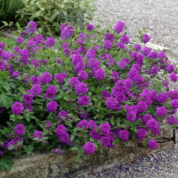 Verbena hybrid 'Homestead Purple' - Verbena