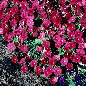 Petunia hybrida 'Carpet Bright Red' - Petunia