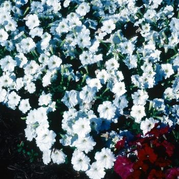 Petunia hybrida 'Carpet White' - Petunia