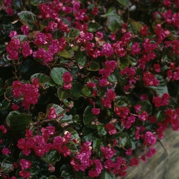 Doublet® Red Begonia