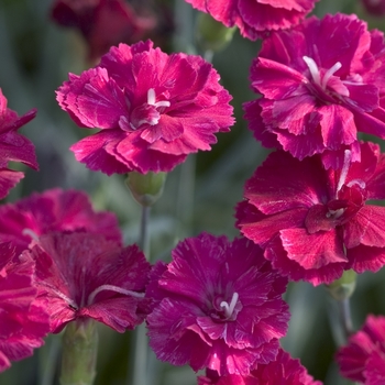 Dianthus x ''Frosty Fire'' - Pinks