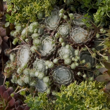 Mixed Hens and Chicks