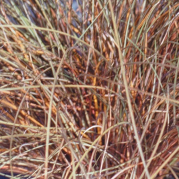 Carex flagellifera - Grasses Toffee Twist