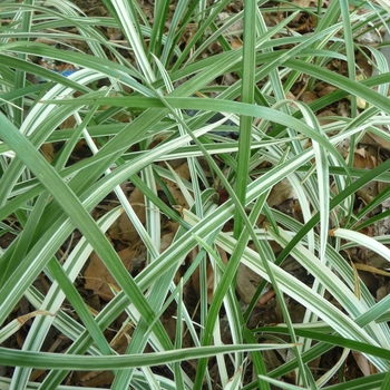 Ophiopogon jaburan 'Vittatus' - Aztec Grass