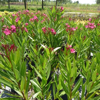 Nerium oleander 'Calypso' - Calypso Oleander