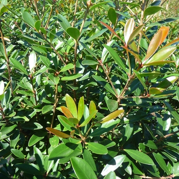 Cleyera japonica - Japanese Cleyera
