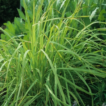 Cymbopogon citratus - Lemon Grass