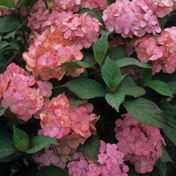 Hydrangea macrophylla 'Pink Beauty' - Pink Beauty Hydrangea