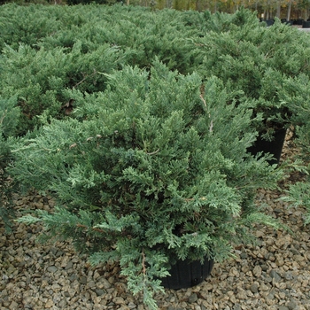 Juniperus davurica 'Expansa' ('Parsonii') - Parsons Juniper