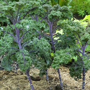 Kale - Flowering Kale