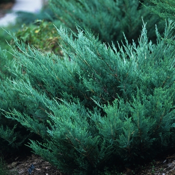Juniperus - Juniper Andorra